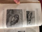 Louis FIGUIER : La Vie et les moeurs des animaux - Les poissons les reptiles et les oiseaux, deuxième édition, chez Hachette 1869 + La Terre avant le déluge, septième édition, chez Hachette 1874. : photo